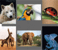 6 photos animaux avec marquage 40 x 50mm