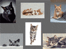 6 photos de chat avec impression 40 x 50mm