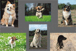 6 photos de chien avec impression 40 x 50mm
