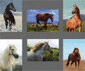 6 photos de cheval avec impression 40 x 50mm